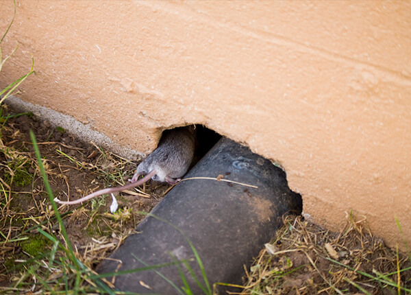ねずみの巣はここにあってこんな形 チェックすべき場所や対処法を解説 みんなのネズミ駆除屋さん