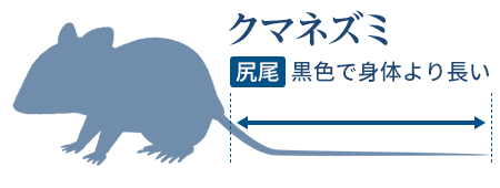 家のネズミ被害の９割は 駆除が難しいクマネズミ 種類別の対策はコレ みんなのネズミ駆除屋さん