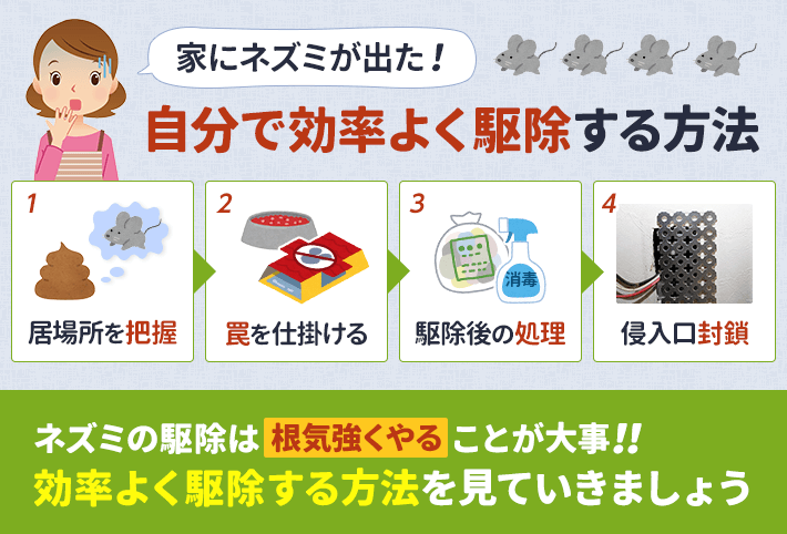 家にネズミが出た時に、自分で効率よく駆除する方法。