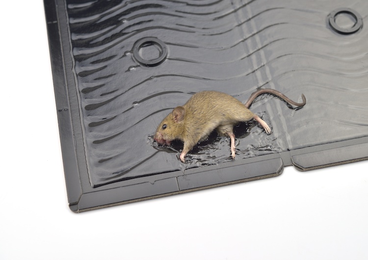 殺鼠剤と粘着シートを使ってネズミを駆除する