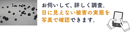 ネズミのフン