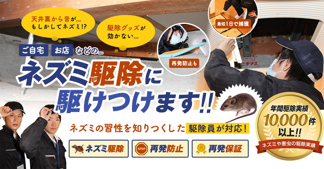 ネズミ駆除に駆けつけます。ネズミの習性を知りつくした駆除員が対応。