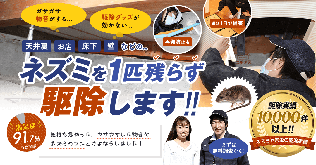 天井裏、お店、床下、壁などのネズミを1匹残らず駆除します。満足度は91.7%です。まずは無料調査から。