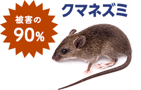 被害の90%がクマネズミ