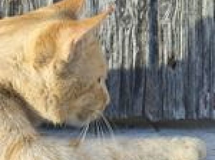 ねずみの巣はここにあってこんな形 チェックすべき場所や対処法を解説 みんなのネズミ駆除屋さん