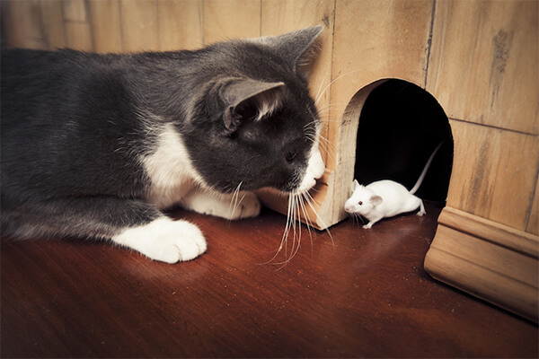 ネズミの天敵といえば！猫を飼ったらネズミはいなくなる？