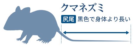 ネズミの種類は場所 大きさ フンで分かる 特徴と見分け方を解説 みんなのネズミ駆除屋さん