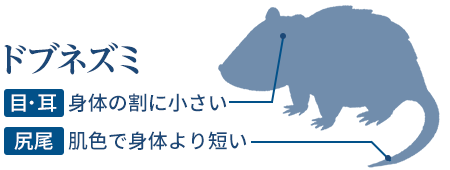 ネズミの種類は場所 大きさ フンで分かる 特徴と見分け方を解説 みんなのネズミ駆除屋さん