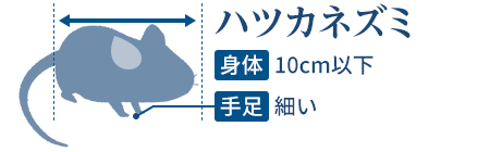 ネズミの種類は場所 大きさ フンで分かる 特徴と見分け方を解説 みんなのネズミ駆除屋さん