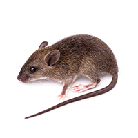 ネズミの種類は場所 大きさ フンで分かる 特徴と見分け方を解説 みんなのネズミ駆除屋さん